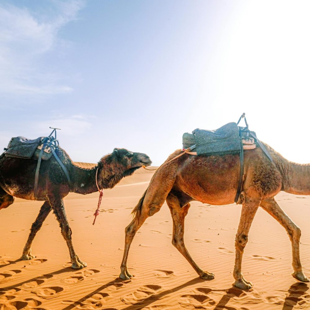 pexels-mohamed-aouni-2148352511-33566021